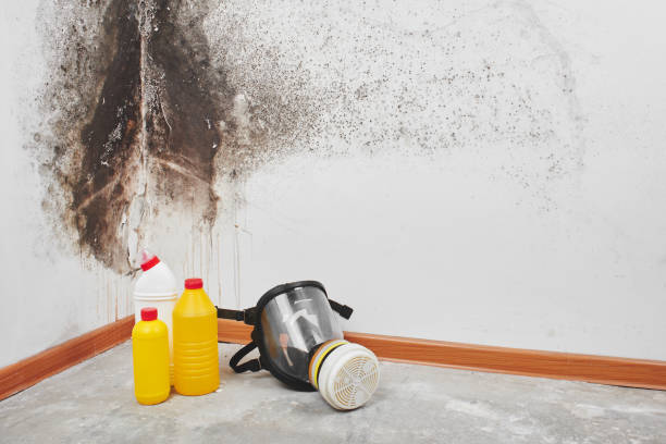 Pontiac, IL Mold Remediation Company