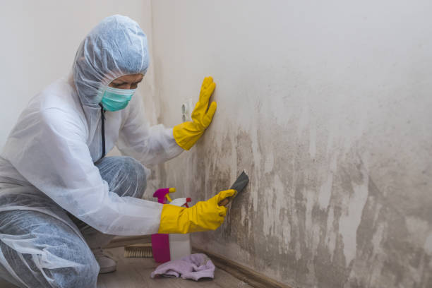 Best Basement Mold Remediation in Pontiac, IL