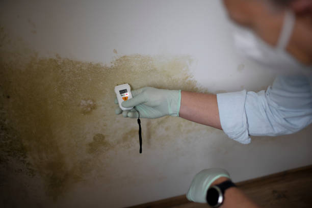 Best Basement Mold Remediation in Pontiac, IL