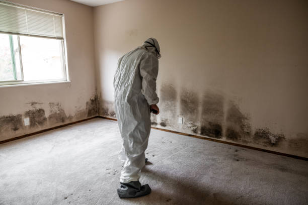 Best Emergency Mold Remediation in Pontiac, IL
