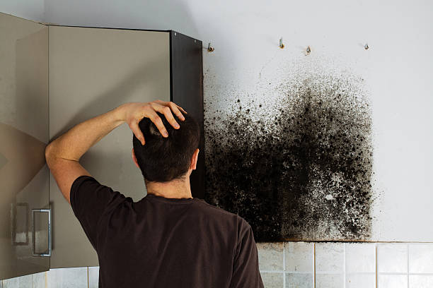 Best Crawl Space Mold Remediation in Pontiac, IL