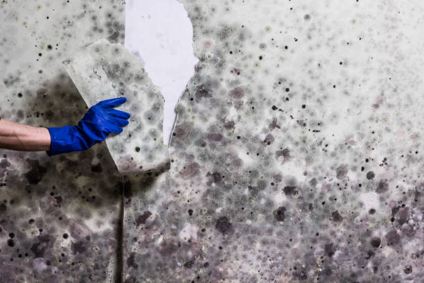 Best Insurance-Related Mold Remediation in Pontiac, IL
