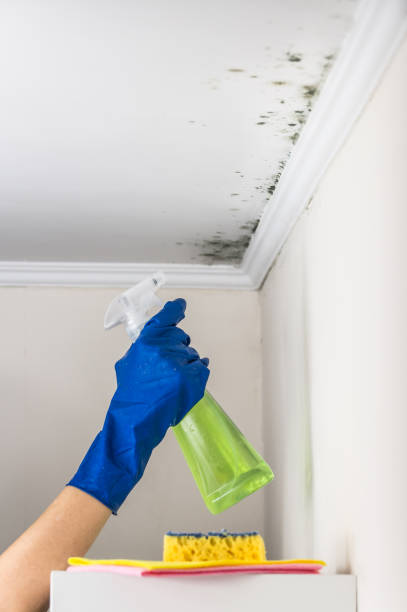 Best DIY Mold Remediation Support Services in Pontiac, IL