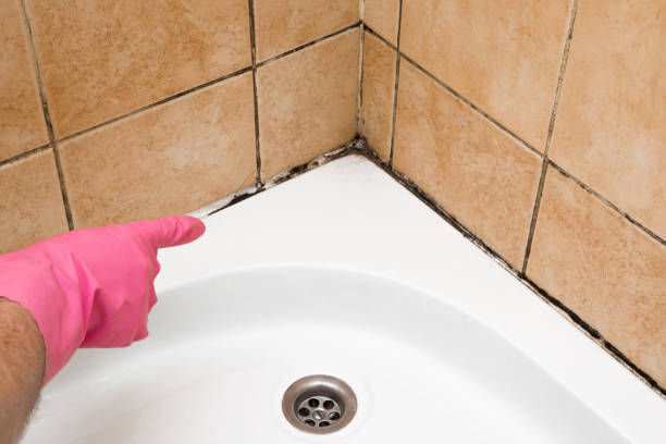 Best Bathroom Mold Remediation in Pontiac, IL