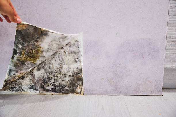 Best Post-Flood Mold Remediation in Pontiac, IL